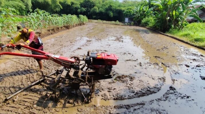 Cirebon Bangkitkan Lahan Tidur demi Swasembada, Kolaborasi Bulog dan Petani Muda Jadi Sorotan